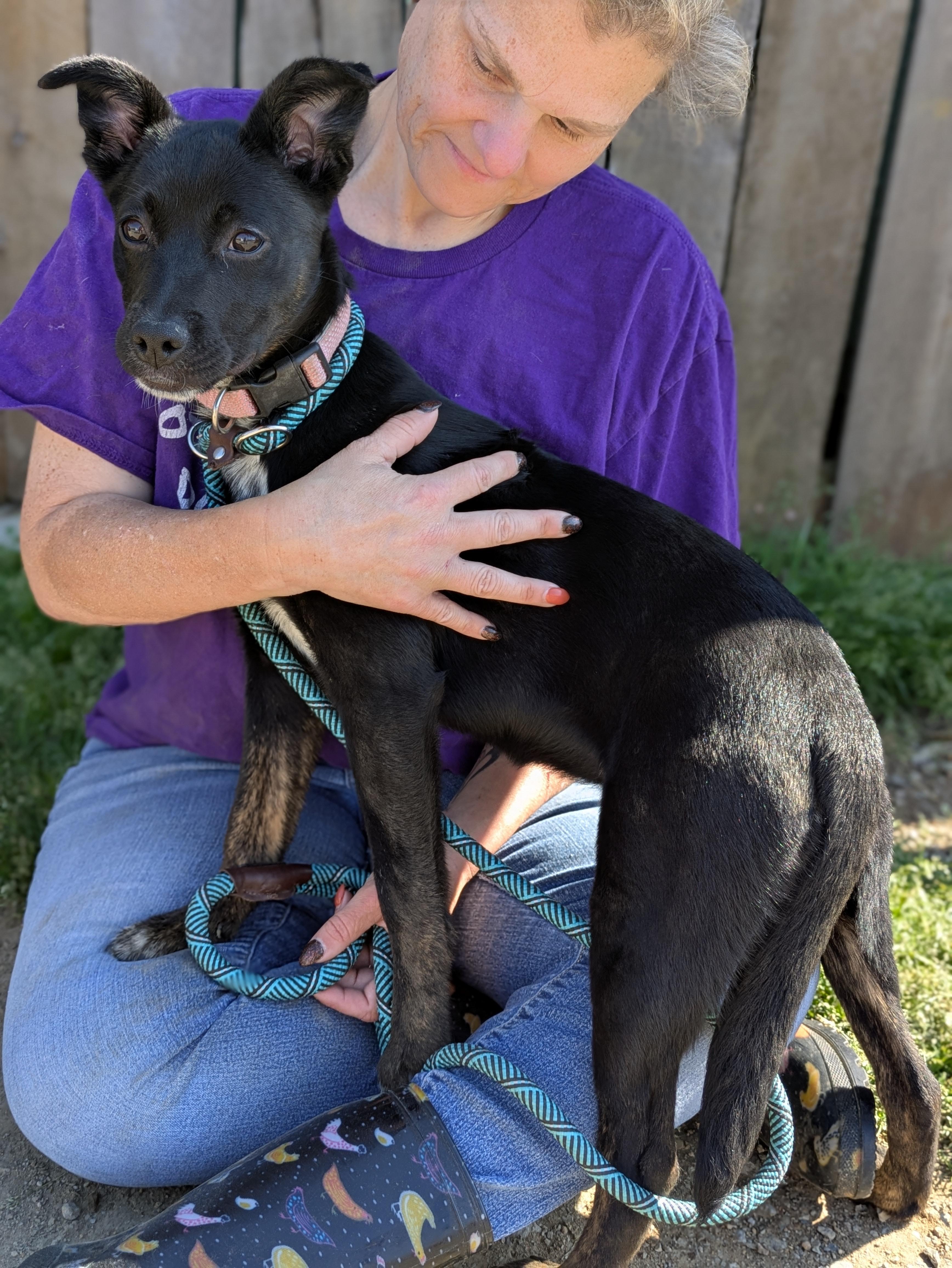 Enlarge Zinnia, a ADOPTABLE Mixed Breed in Huntsville, AL image 6/6