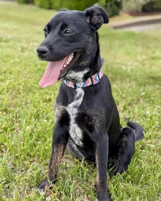 Zinnia, a ADOPTABLE Mixed Breed in Huntsville, AL image 2/6