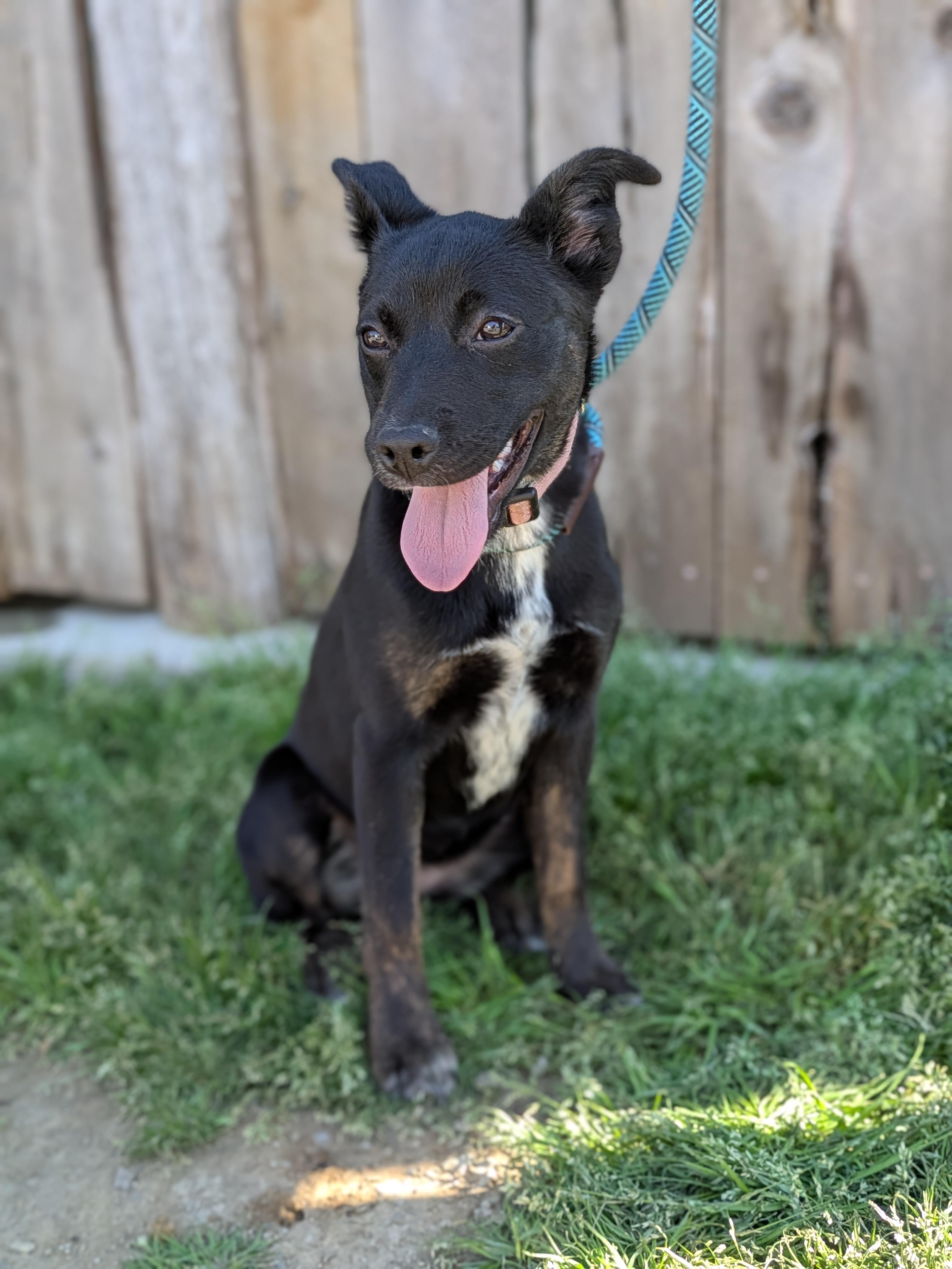 Enlarge Zinnia, a ADOPTABLE Mixed Breed in Huntsville, AL image 3/6