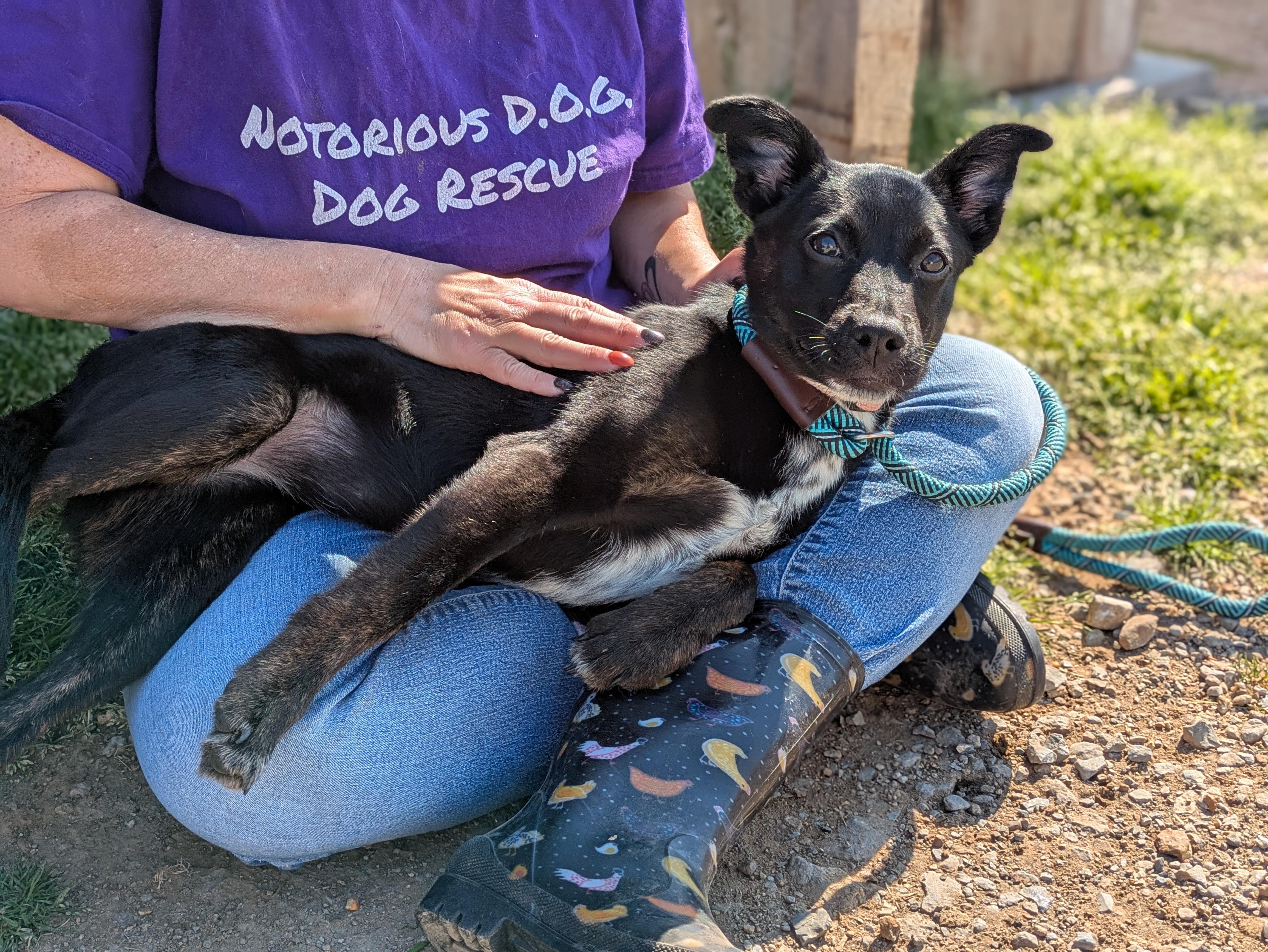 Enlarge Zinnia, a ADOPTABLE Mixed Breed in Huntsville, AL image 4/6