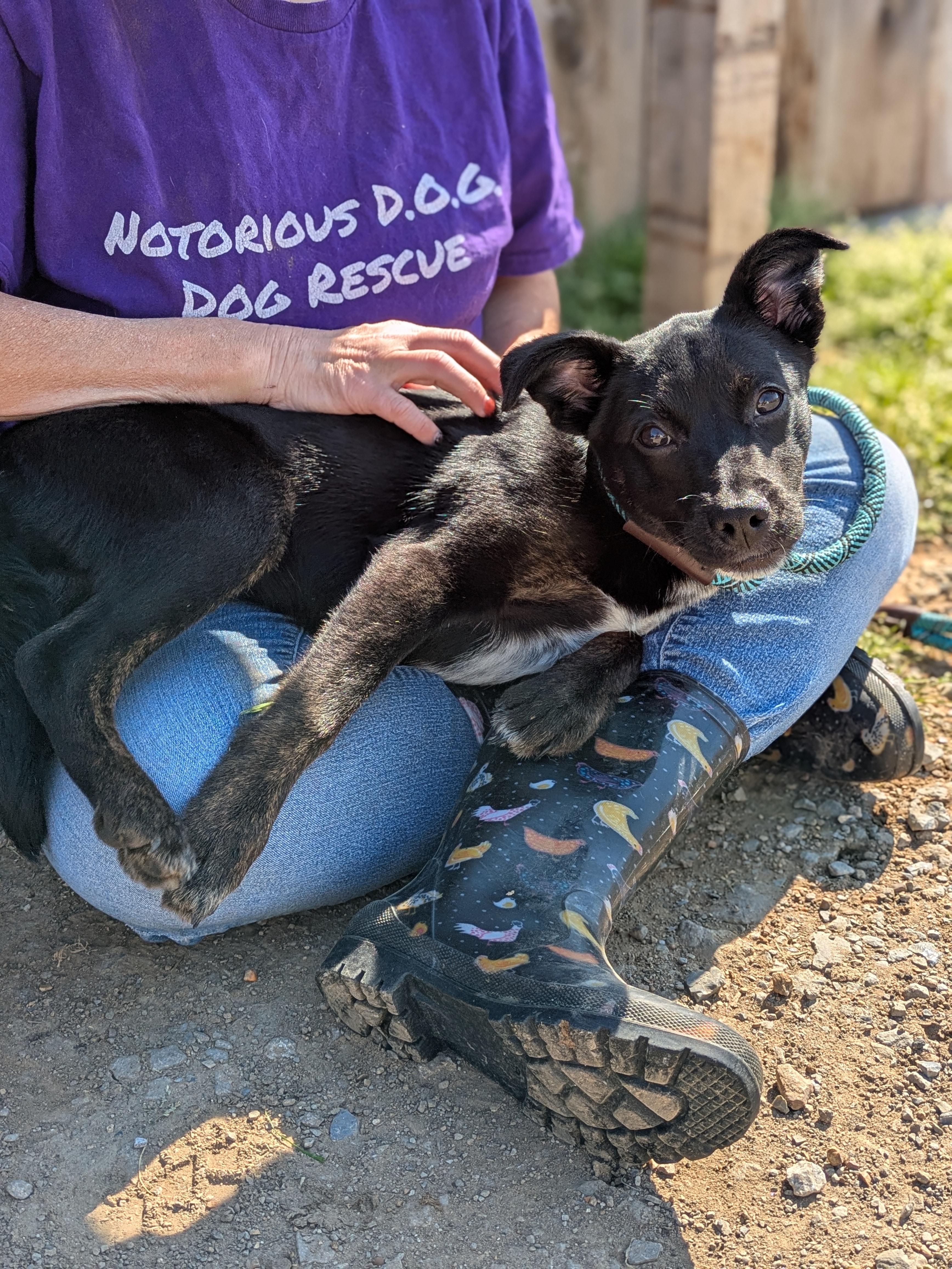 Enlarge Zinnia, a ADOPTABLE Mixed Breed in Huntsville, AL image 5/6