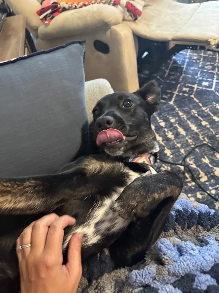 Zinnia, a ADOPTABLE Mixed Breed in Huntsville, AL image 5/6