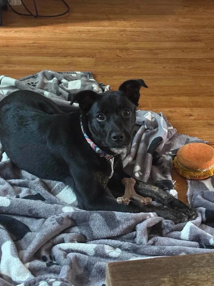 Zinnia, a ADOPTABLE Mixed Breed in Huntsville, AL image 6/6