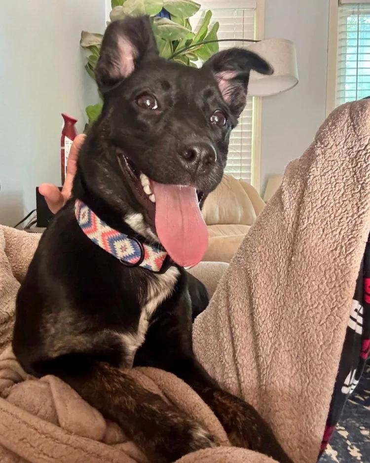 Zinnia, a ADOPTABLE Mixed Breed in Huntsville, AL image 4/6