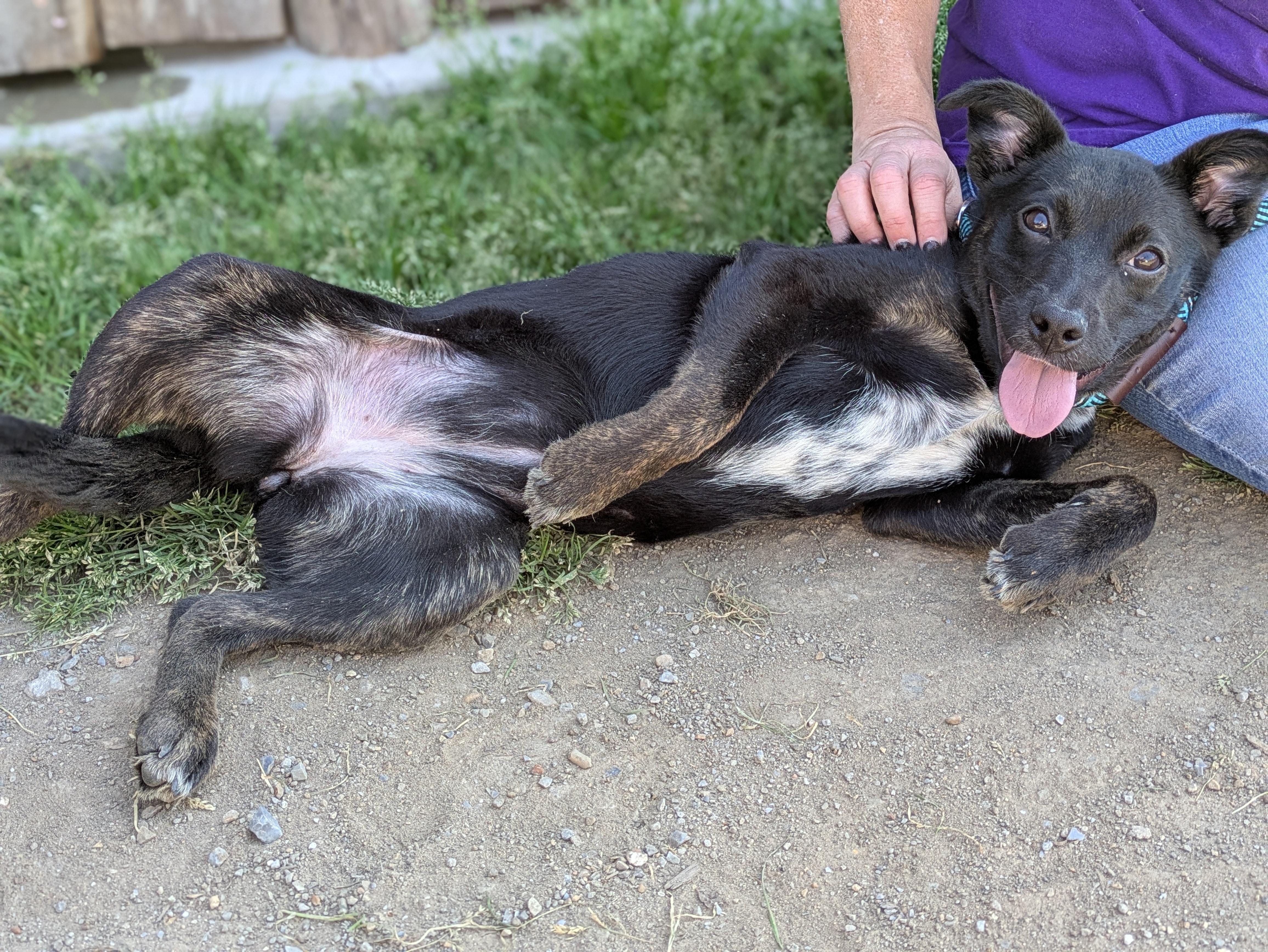 Enlarge Zinnia, a ADOPTABLE Mixed Breed in Huntsville, AL image 2/6