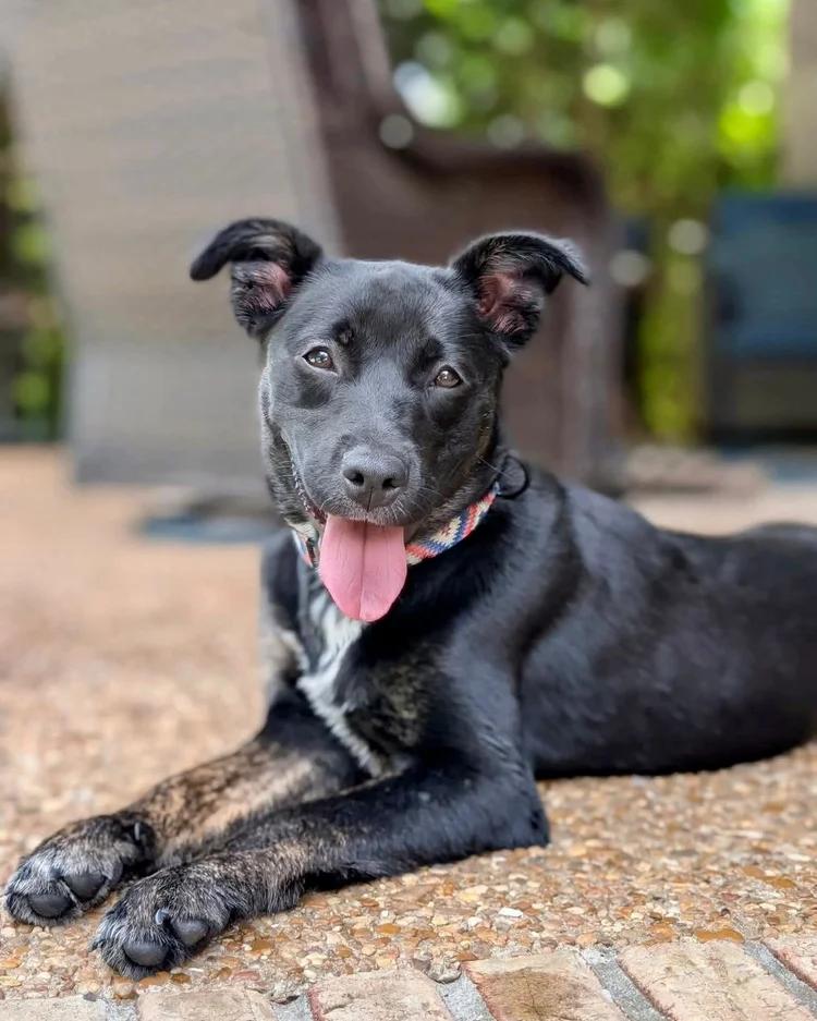 Zinnia, ADOPTABLE, Young Female Mixed Breed.