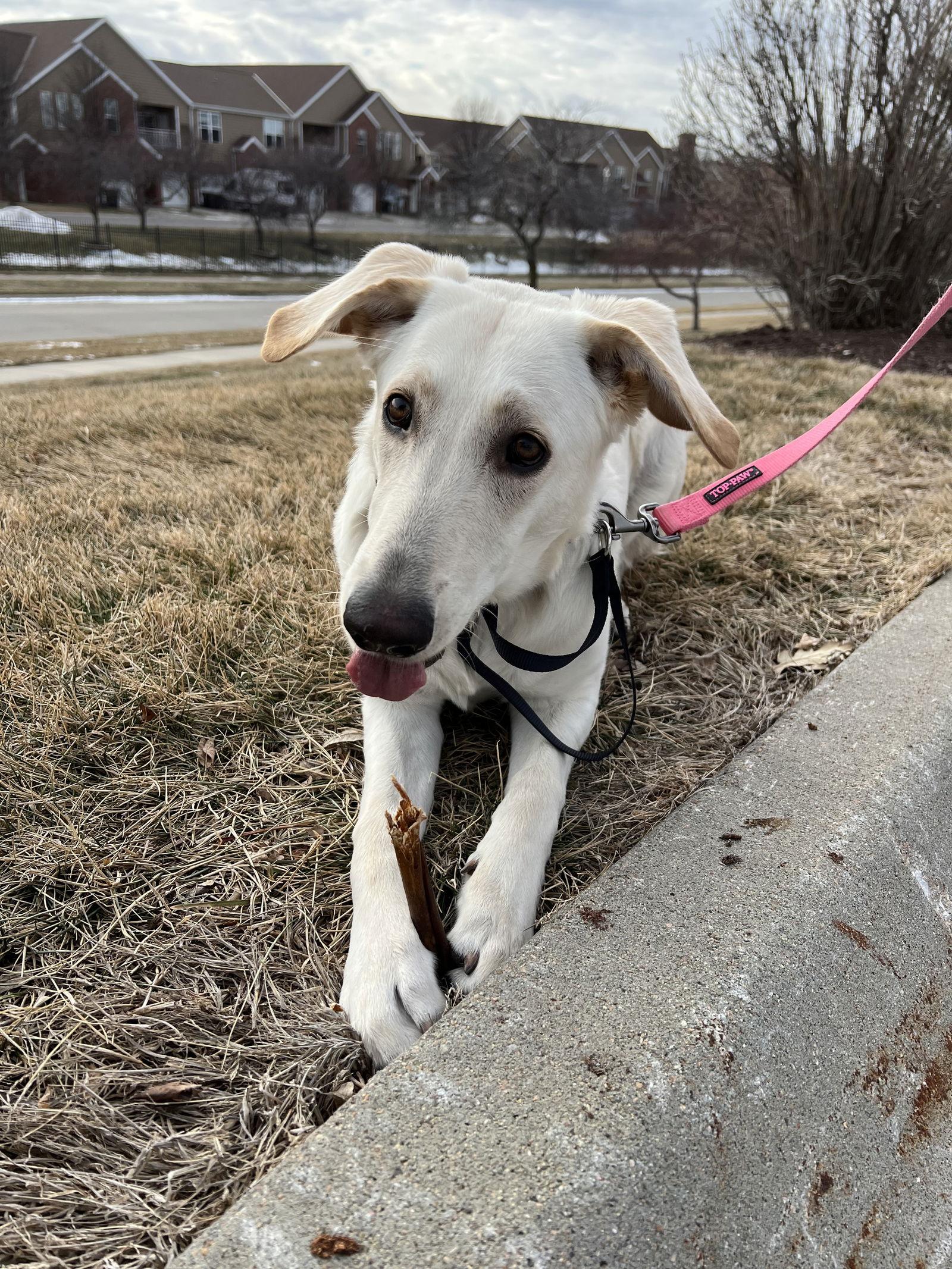 Annie, Adoptable, Young Female German Shepherd Dog & Golden Retriever.