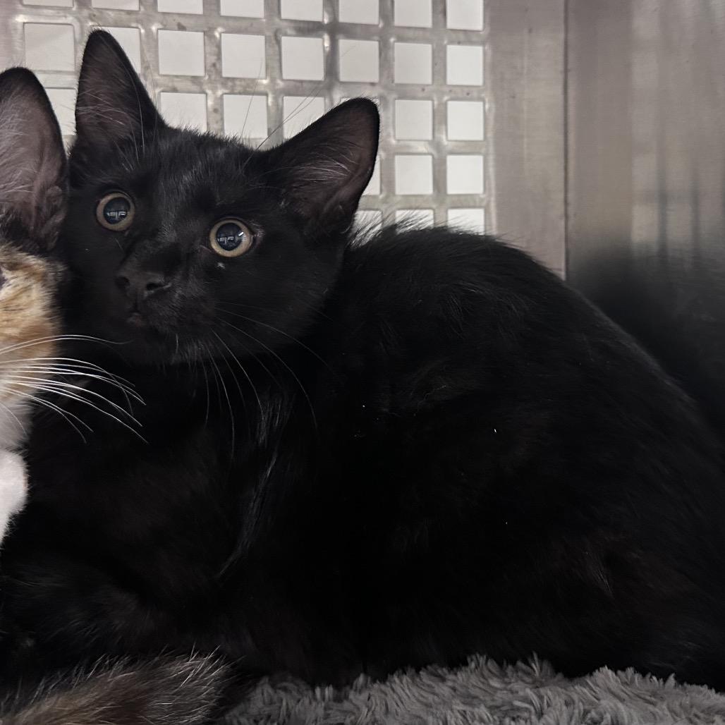 Ezra, Adoptable, Young Male Domestic Short Hair.