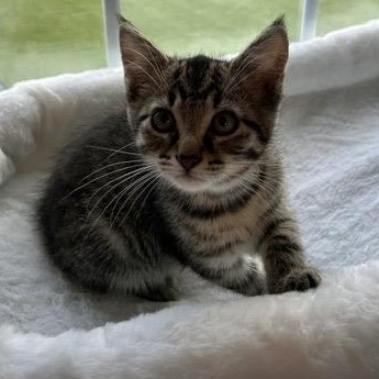 MASON, a ADOPTABLE mixed breed in Wilmington, OH image 4/4