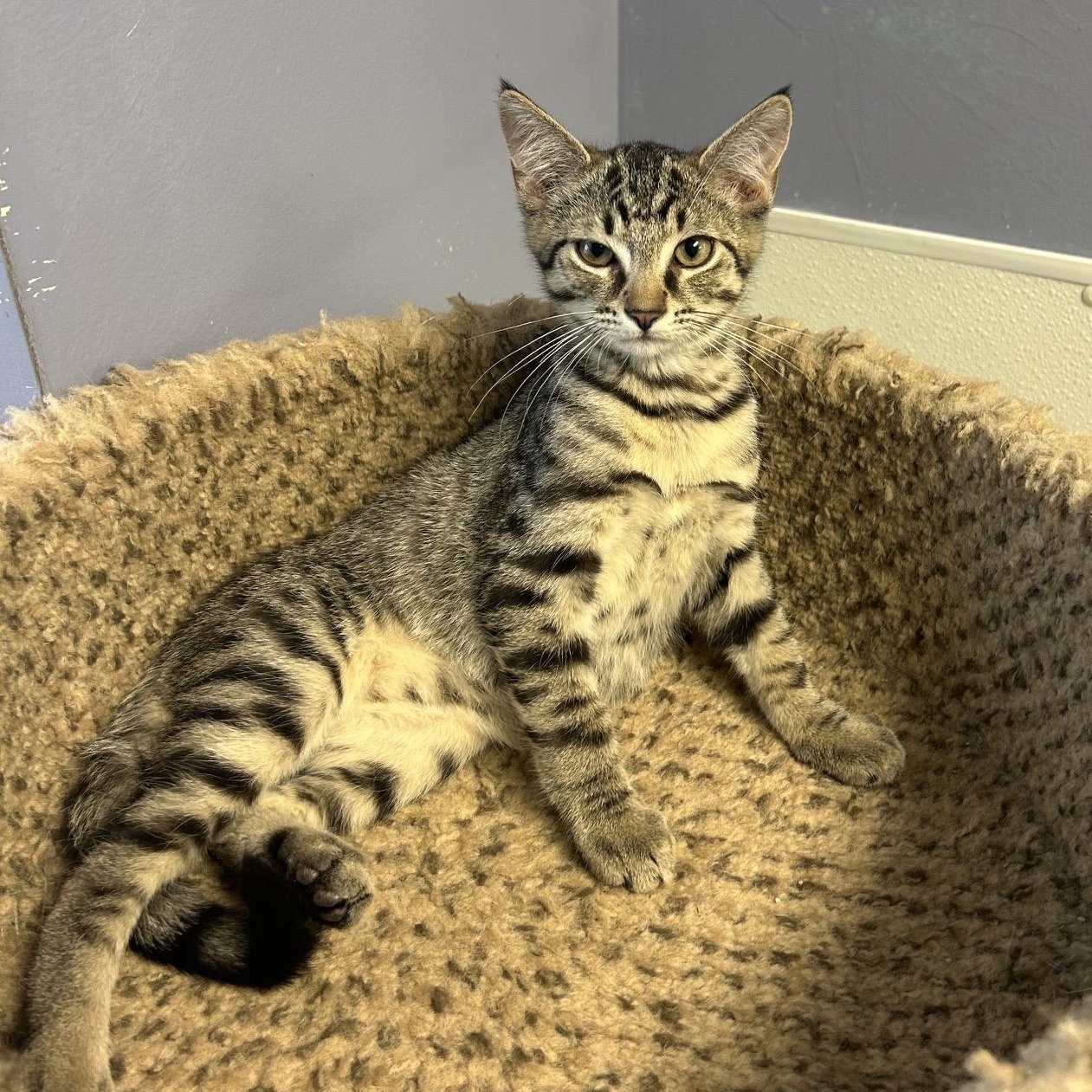 MASON, a ADOPTABLE mixed breed in Wilmington, OH image 1/4