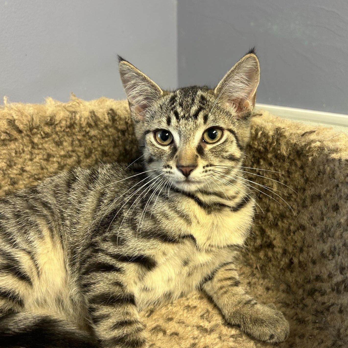 MASON, a ADOPTABLE mixed breed in Wilmington, OH image 2/4