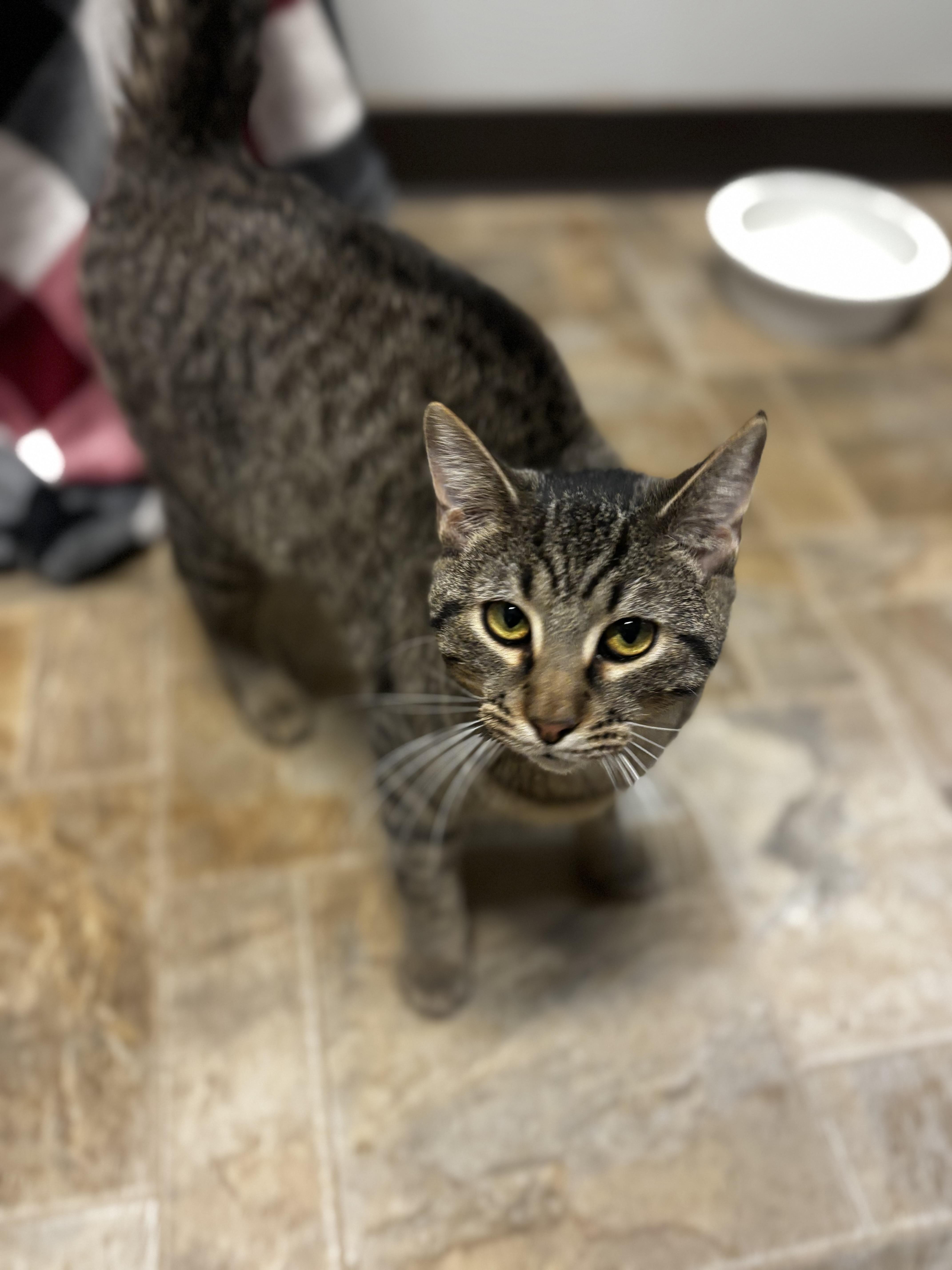 Banjo, ADOPTABLE, Adult Male Domestic Short Hair.