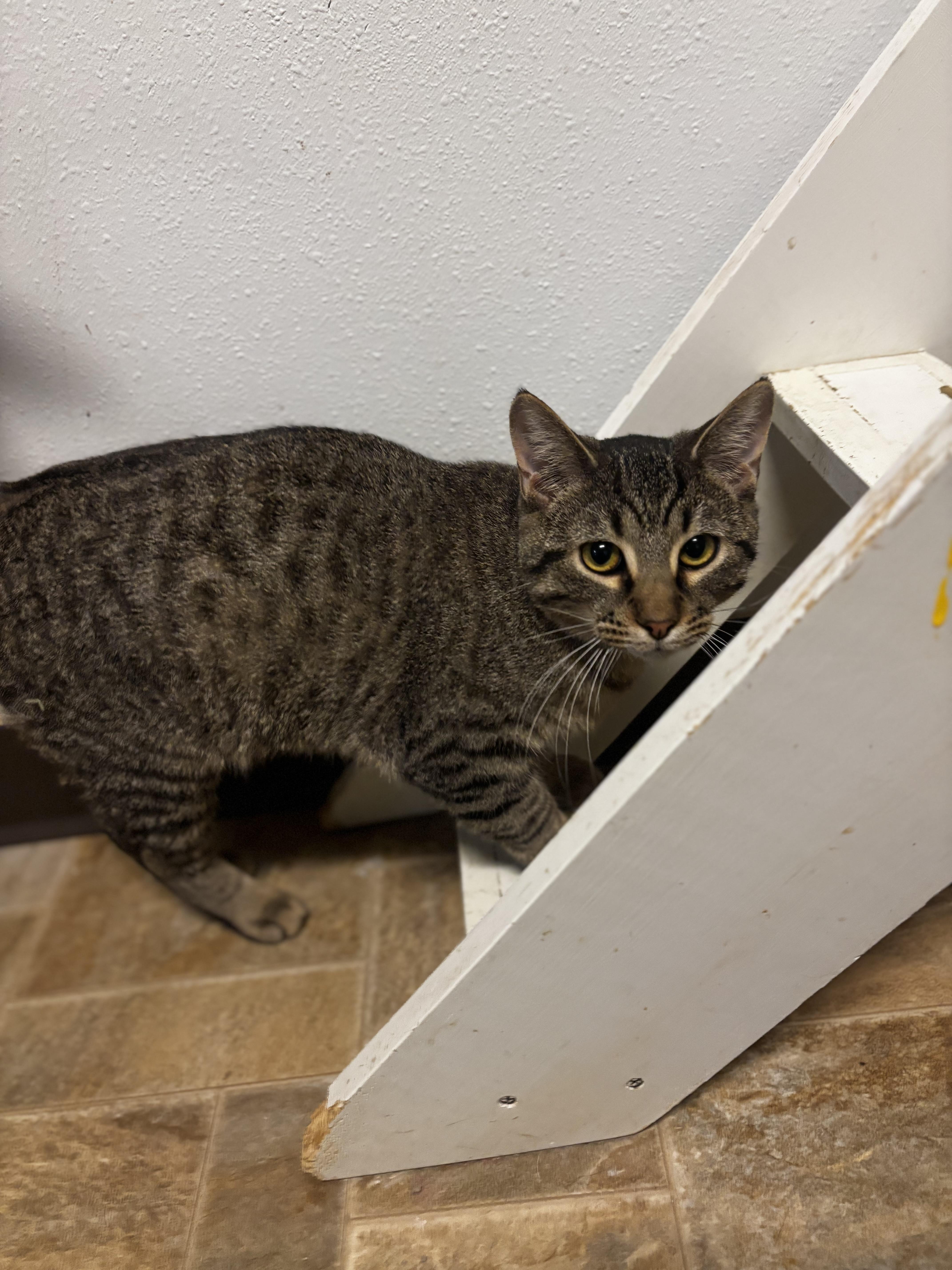 Enlarge Banjo, a ADOPTABLE Domestic Short Hair in Dodgeville, WI image 3/3