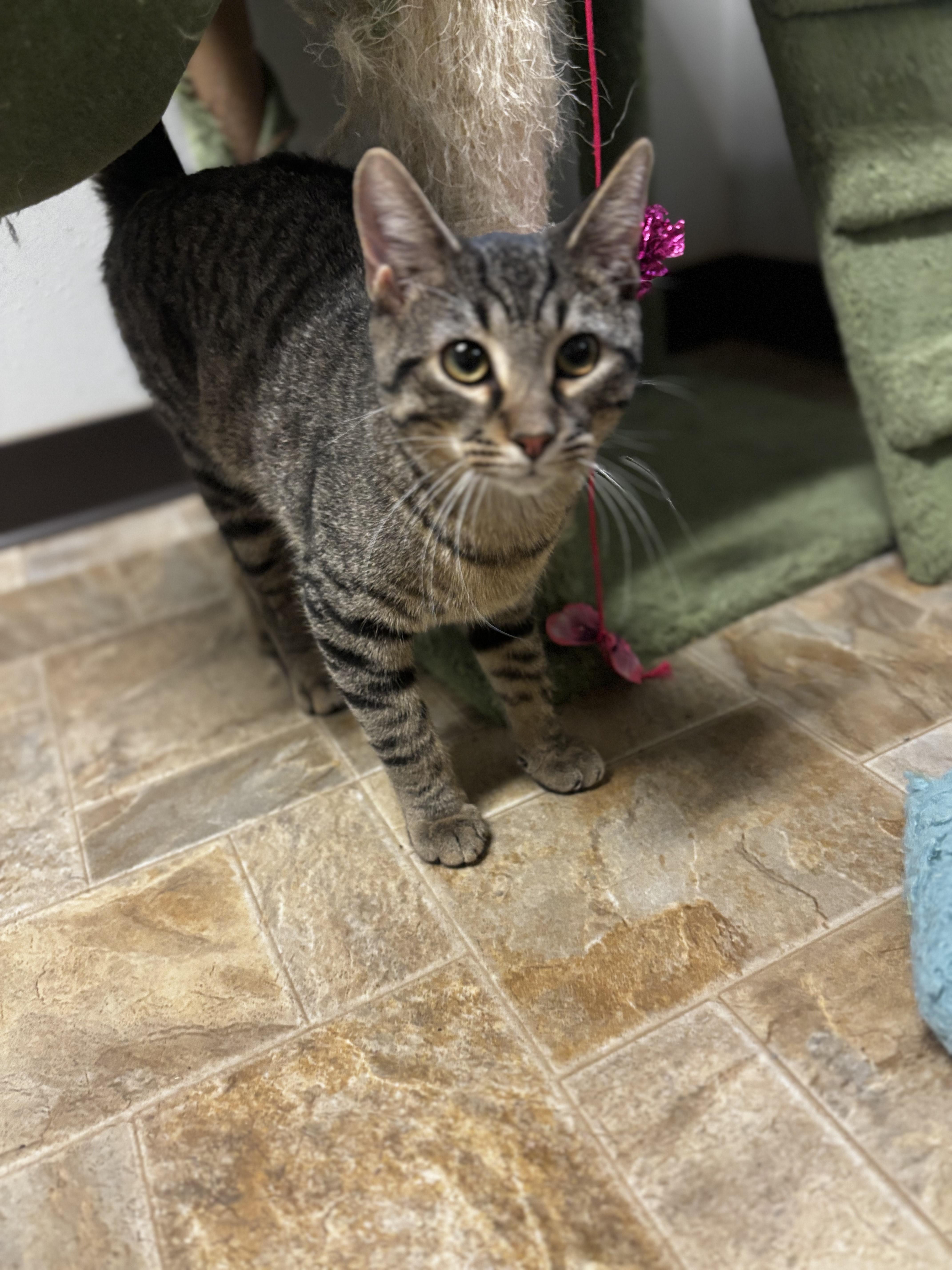 Banjo, ADOPTABLE, Adult Male Domestic Short Hair.