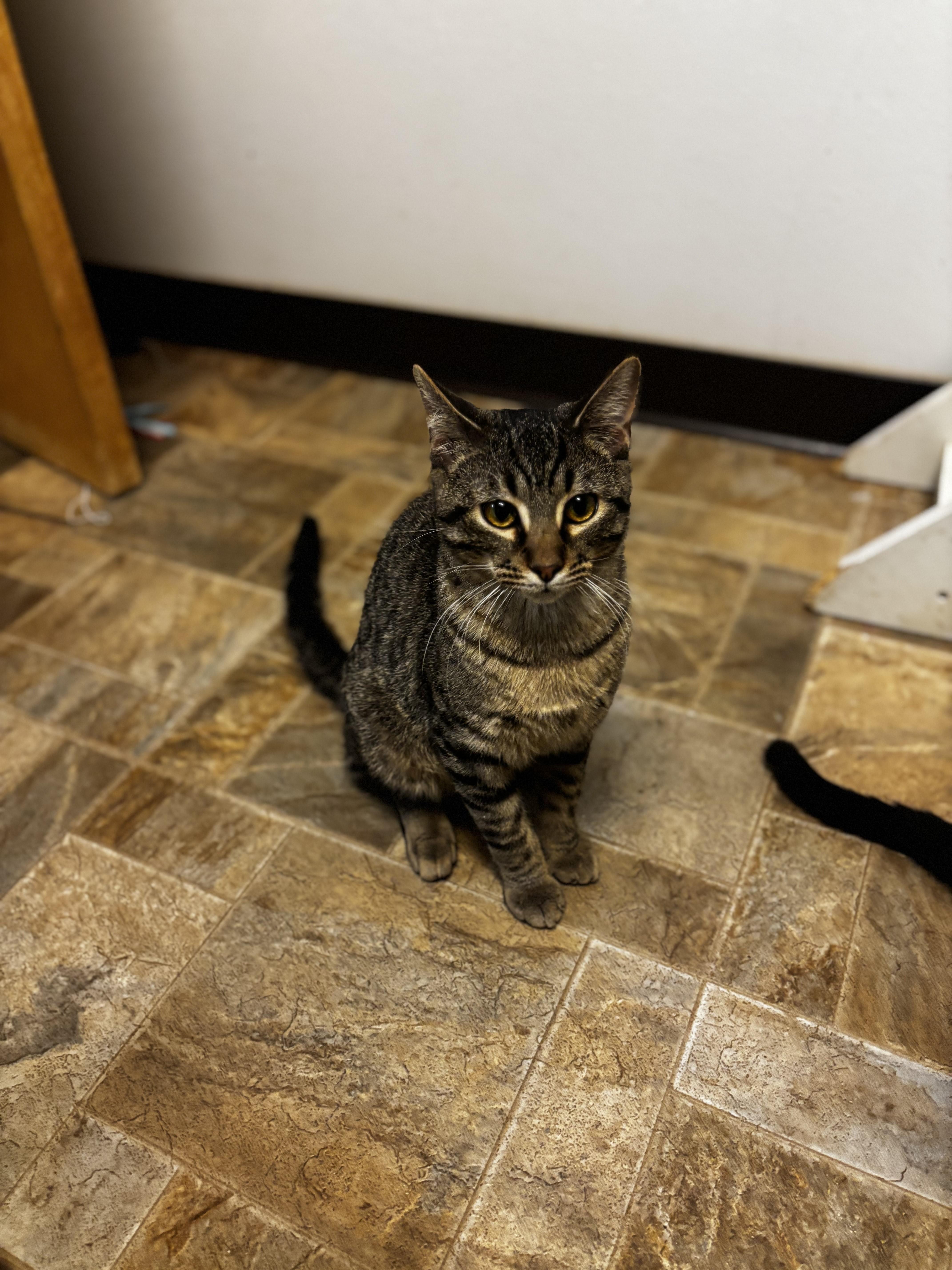 Enlarge Banjo, a ADOPTABLE Domestic Short Hair in Dodgeville, WI image 2/2