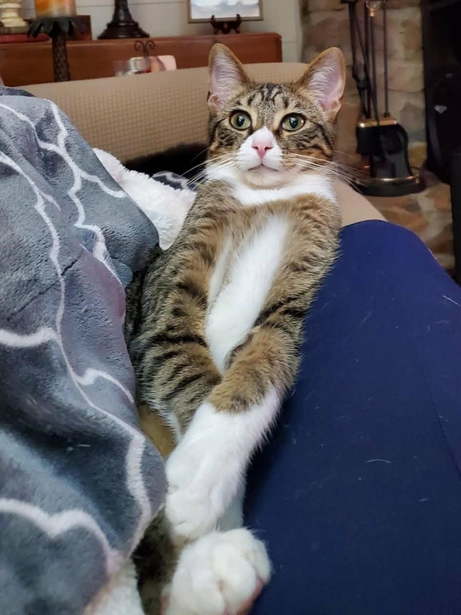 Sour Patch (pair with Sweet Tart), ADOPTABLE, Young Female Domestic Short Hair.