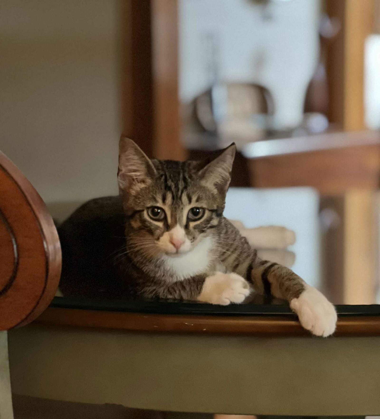 Enlarge Sour Patch (pair with Sweet Tart), a ADOPTABLE Domestic Short Hair in Sudbury, MA image 2/2