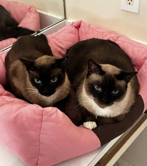 Zoe (& Sunny), adoptable, Adult Female Siamese & Snowshoe.