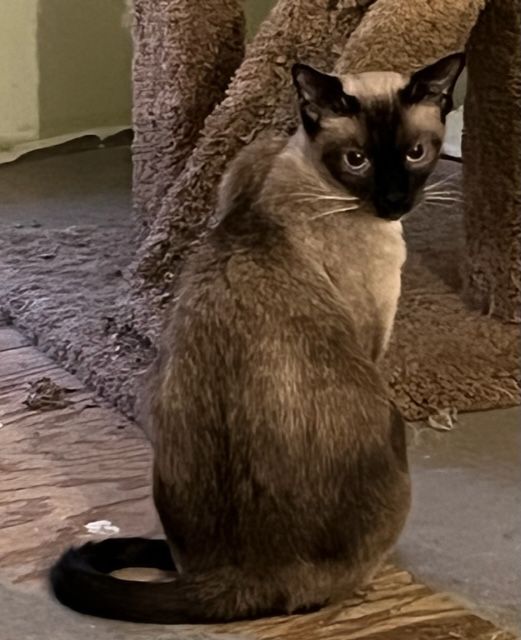 Zoe (& Sunny), adoptable, Adult Female Snowshoe & Siamese.