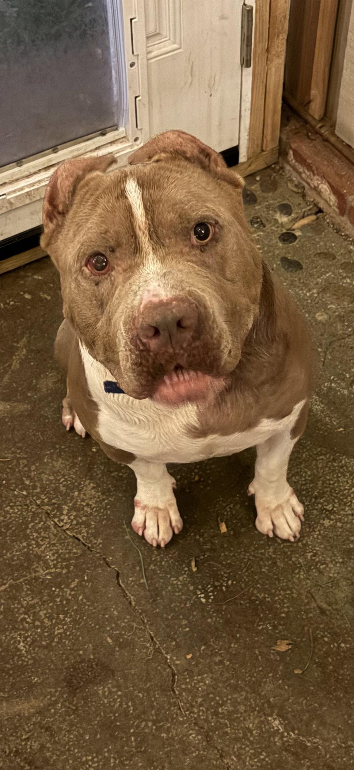 Preston, Adoptable, Adult Male American Staffordshire Terrier.