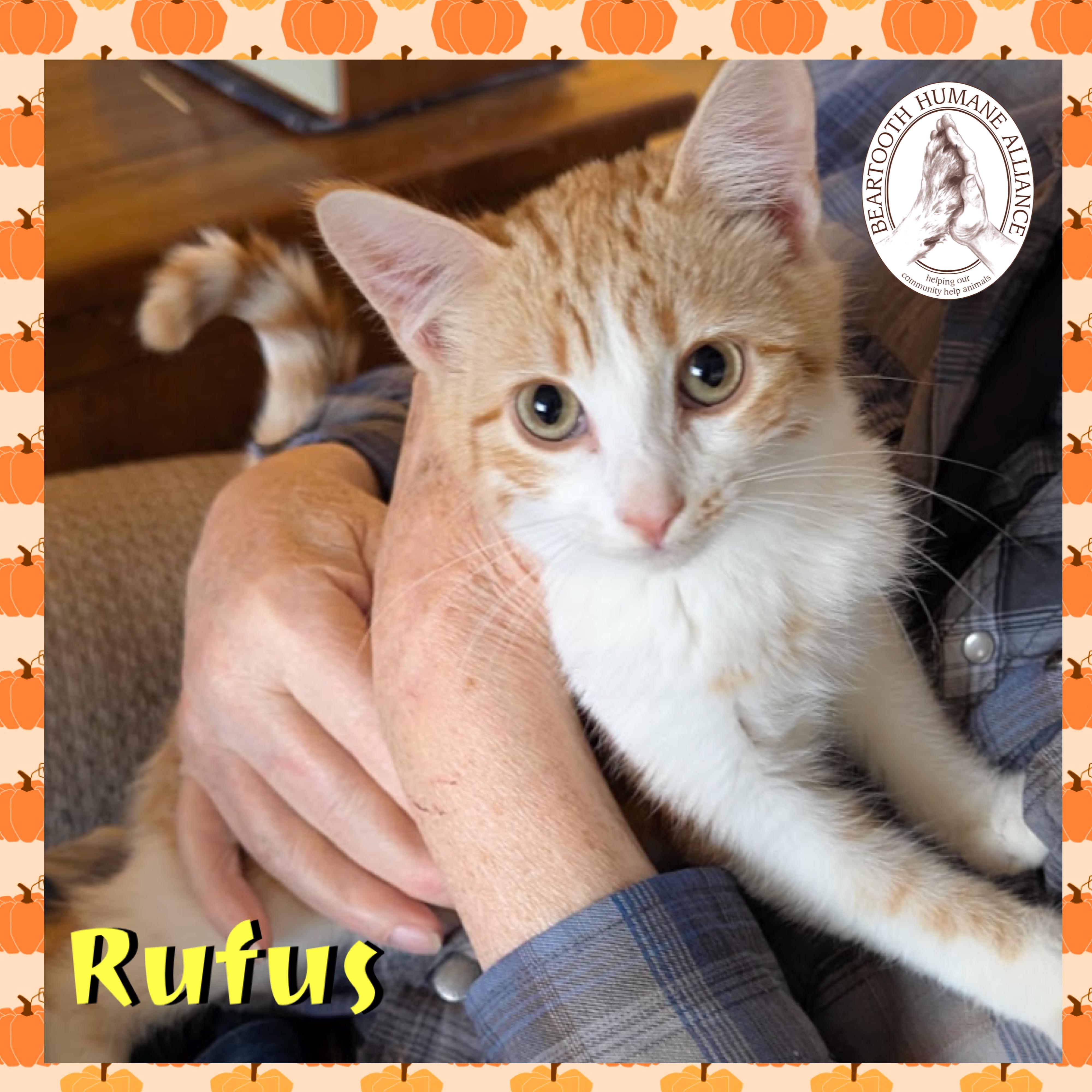 Rufus