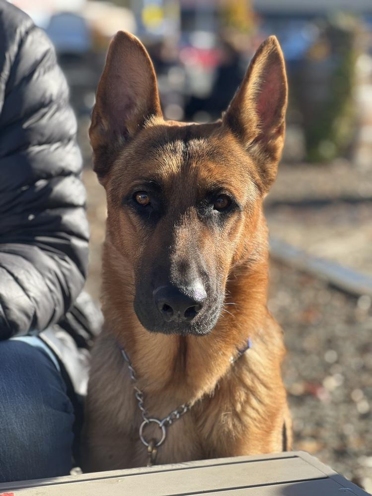 Van, Adoptable, Adult Male German Shepherd Dog.