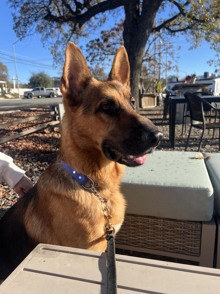 Van, a Adoptable mixed breed in Pleasant Hill, CA image 3/6