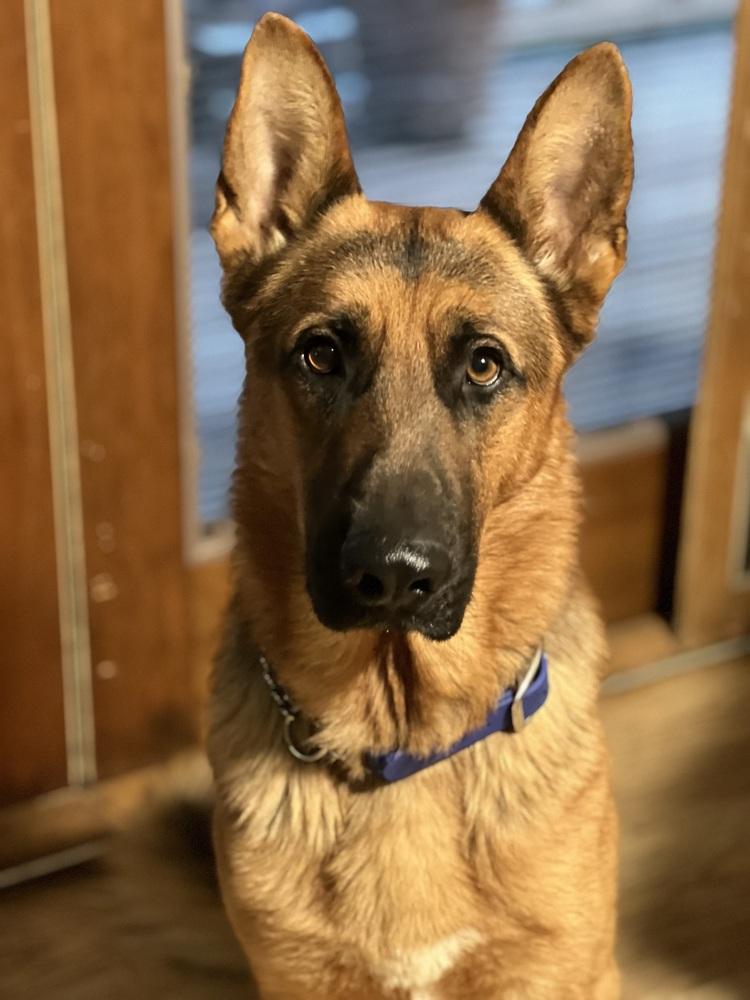 Van, a Adoptable mixed breed in Pleasant Hill, CA image 4/6