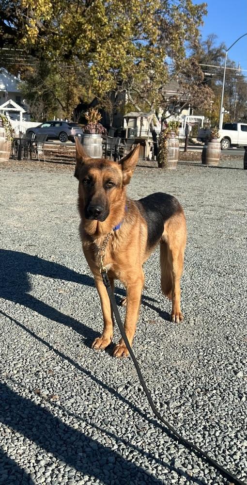 Van, a Adoptable mixed breed in Pleasant Hill, CA image 6/6