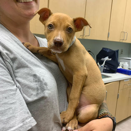 Bodie, Adopted, Puppy Female Mixed Breed.