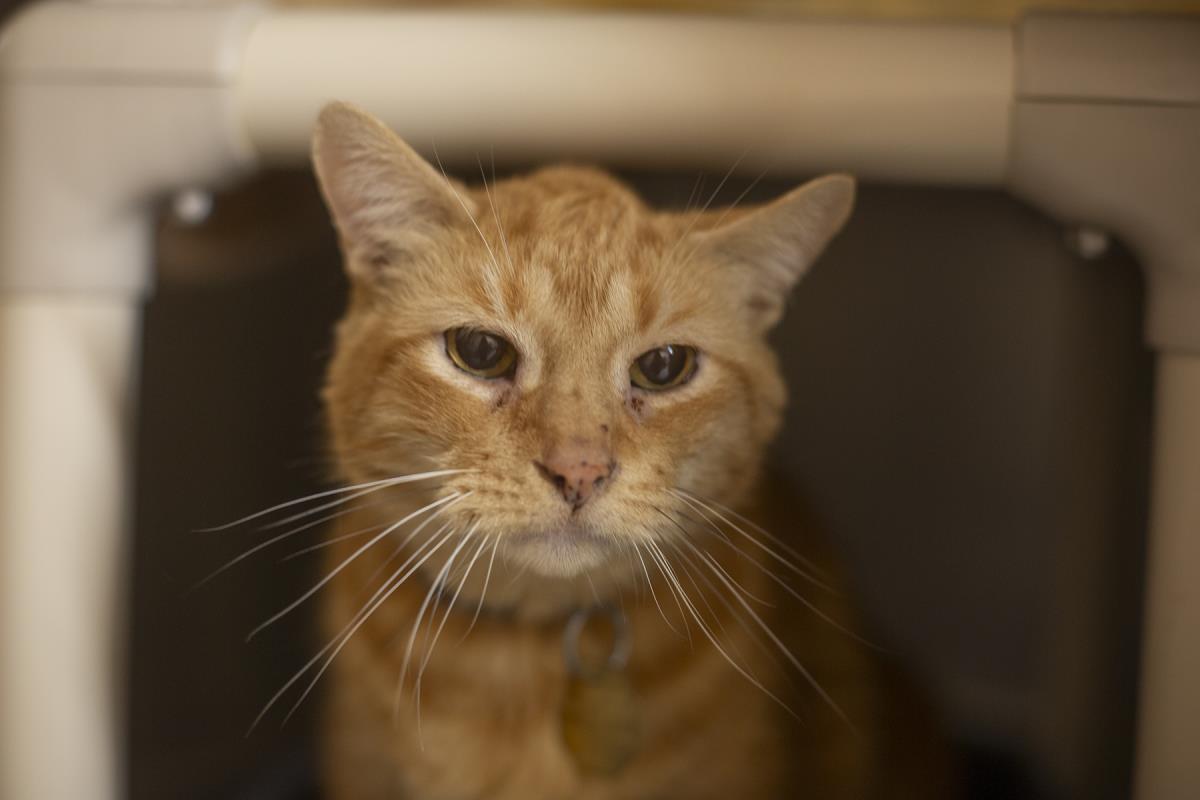 Tom Tom, Adoptable, Adult Male Domestic Short Hair & Tabby.
