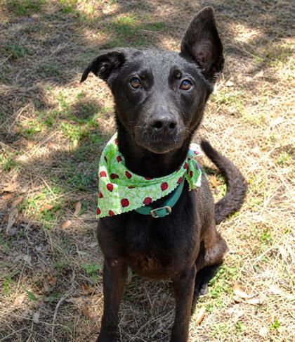 Vanya, adopted, Adult Female Australian Kelpie & Dutch Shepherd.