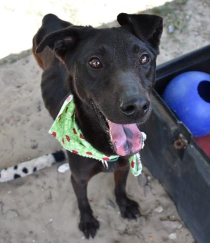 Enlarge Vanya, an adopted mixed breed in Inverness, FL image 2/2
