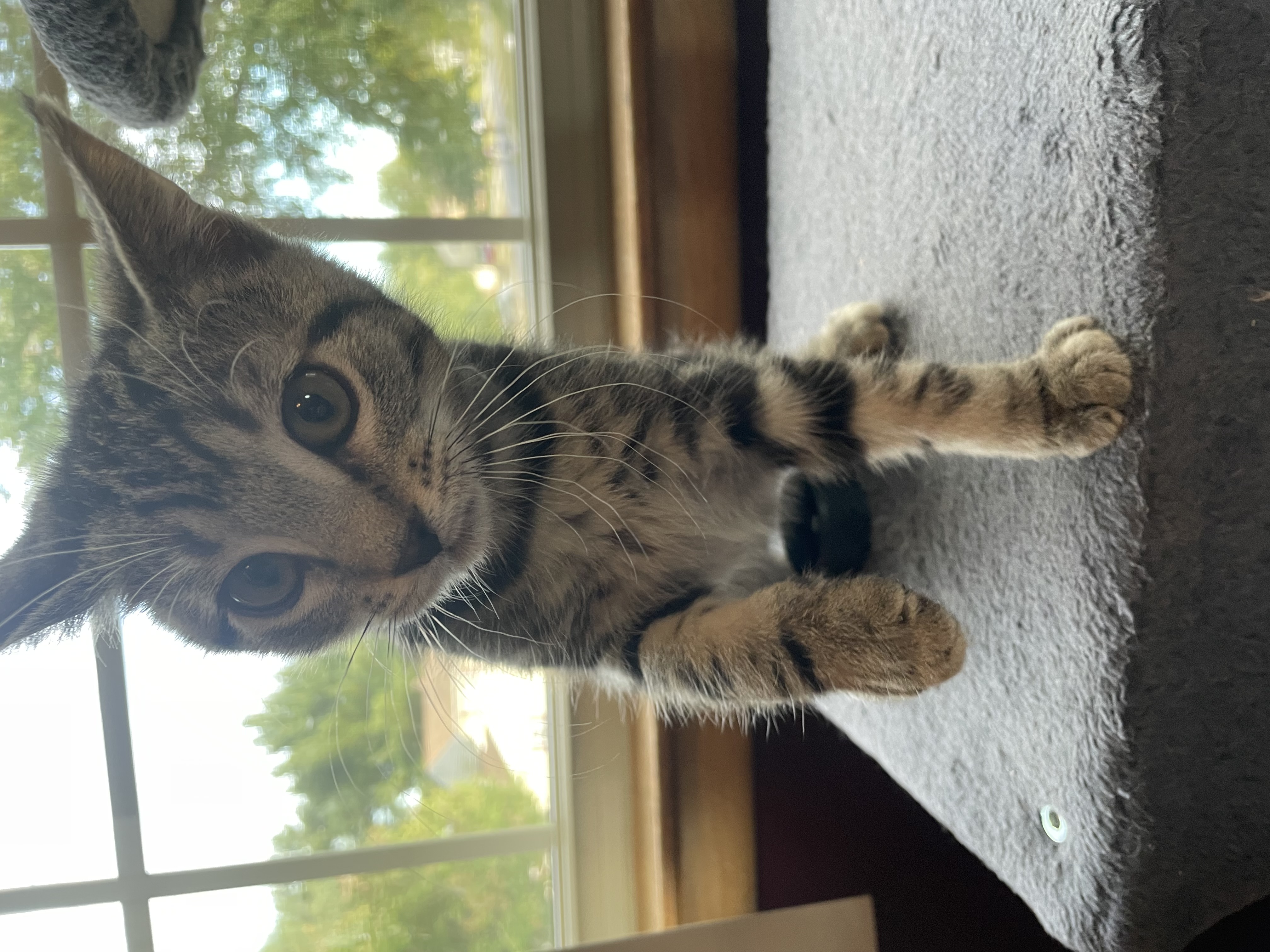 Cat for adoption Hermione, a Domestic Short Hair in Turnersville, NJ Petfinder