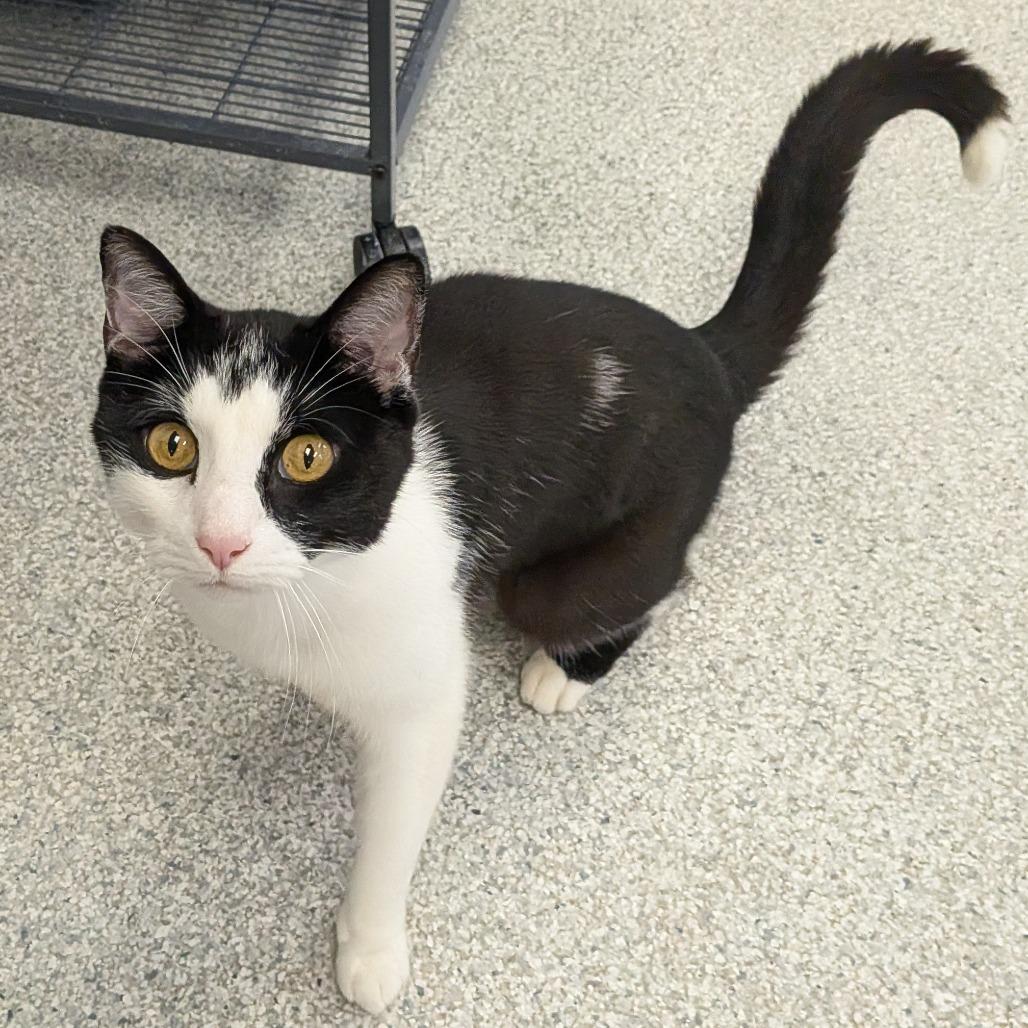 Jeff, Adoptable, Adult Male Domestic Short Hair.