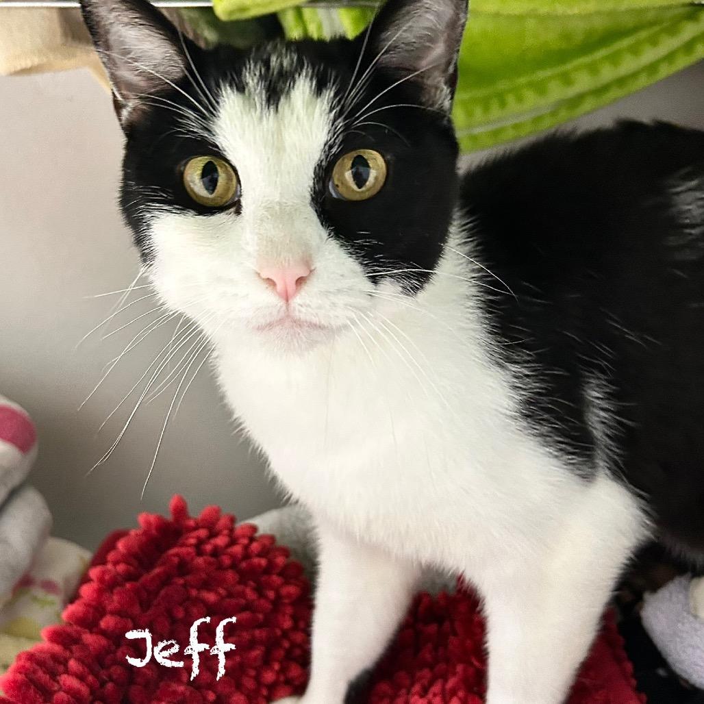 Enlarge Jeff, a Adoptable Domestic Short Hair in Hannibal, MO image 2/2