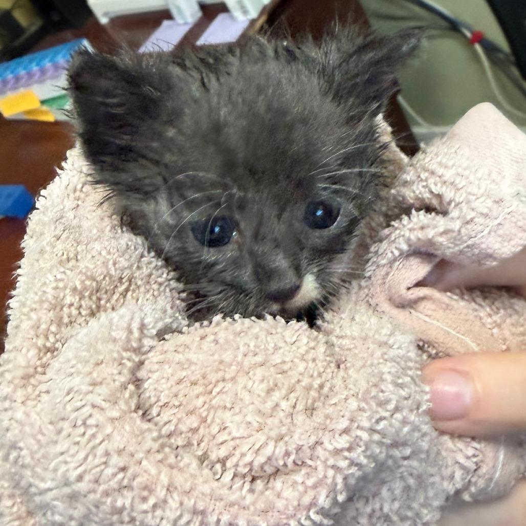 Enlarge Journey, a Adoptable Domestic Short Hair in Wadena, MN image 1/2
