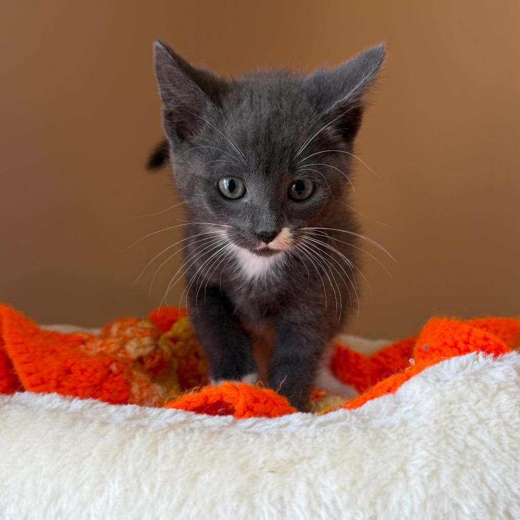 Enlarge Journey, a Adoptable Domestic Short Hair in Wadena, MN image 2/2