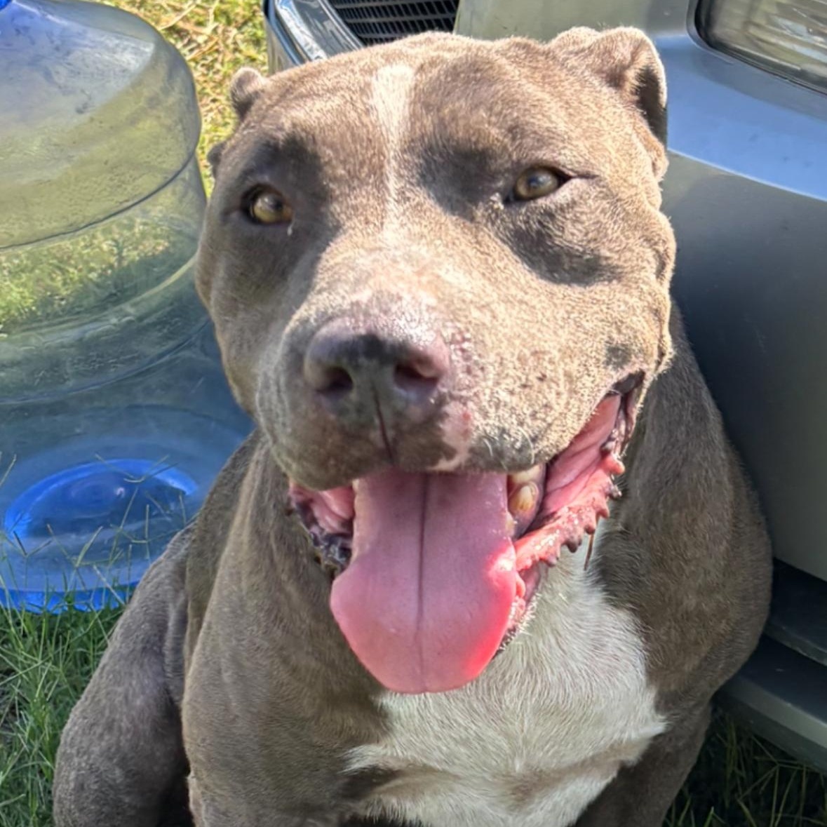 Enlarge Tank, a Adoptable mixed breed in Londonderry, NH image 1/6