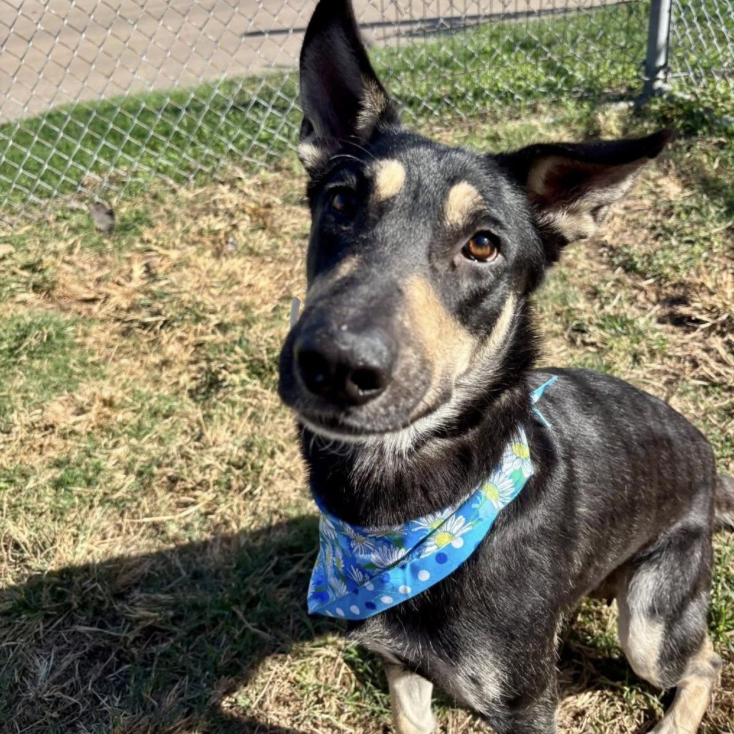 Marinara thumbnail 3