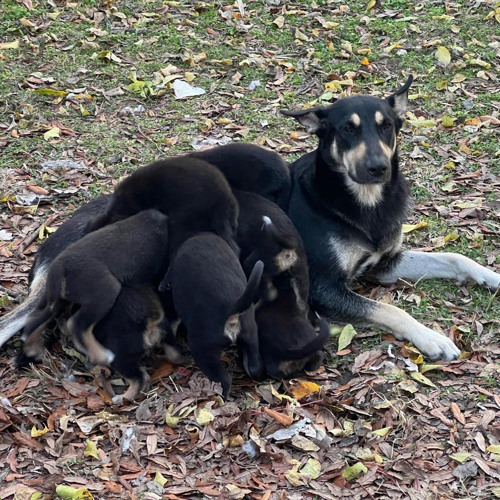 Marinara thumbnail 4