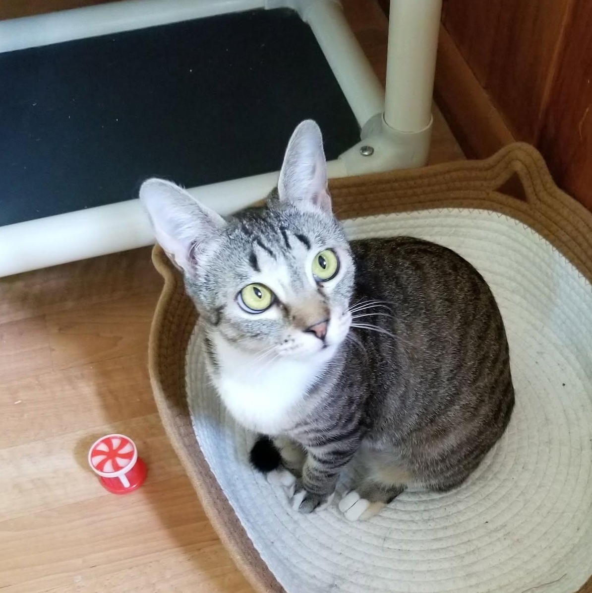 Skittles, adoptable, Young Female Calico & Domestic Short Hair.