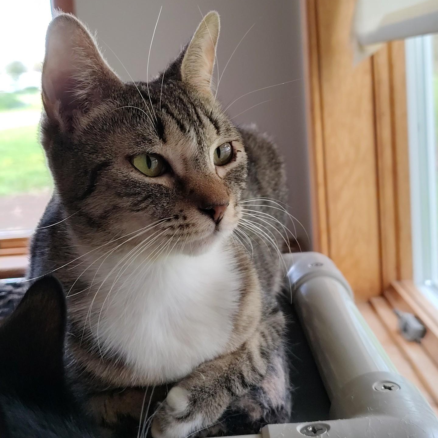 Skittles, ADOPTABLE, Young Female Calico & Domestic Short Hair.