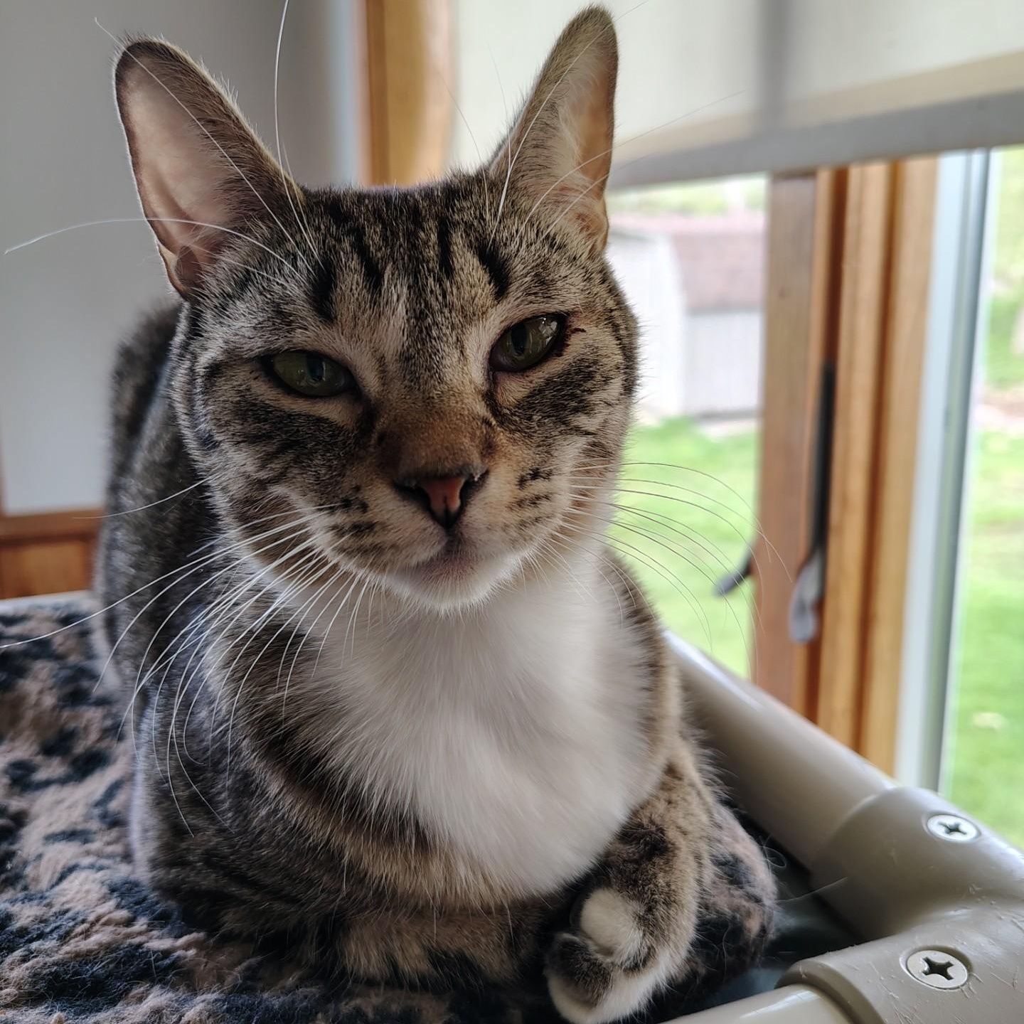 Enlarge Skittles, a ADOPTABLE mixed breed in Montour Falls, NY image 3/4