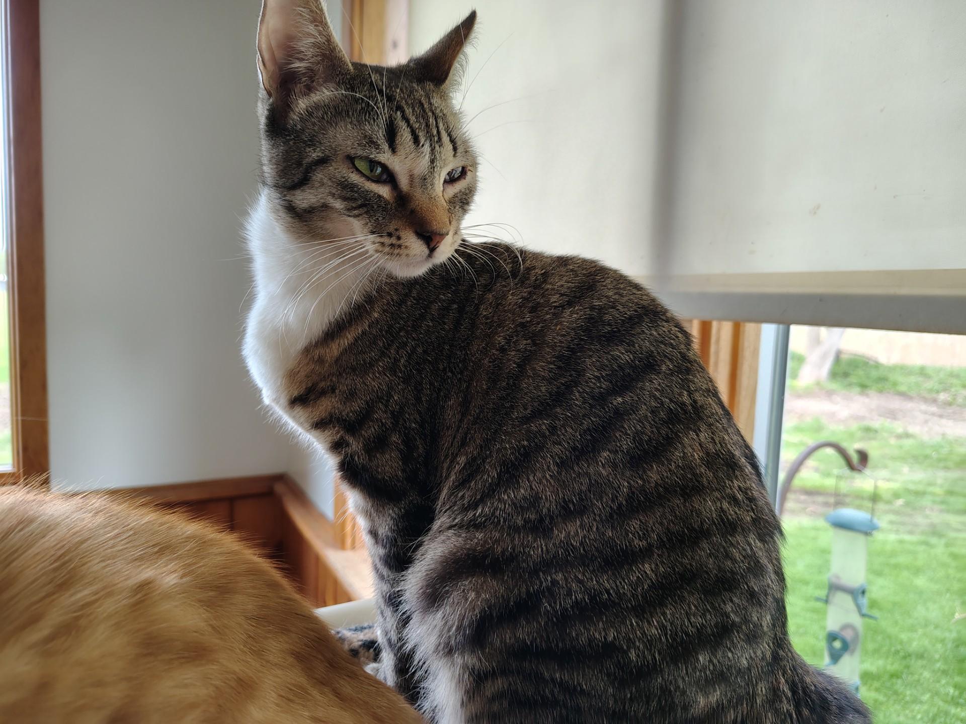 Enlarge Skittles, a ADOPTABLE mixed breed in Montour Falls, NY image 2/4