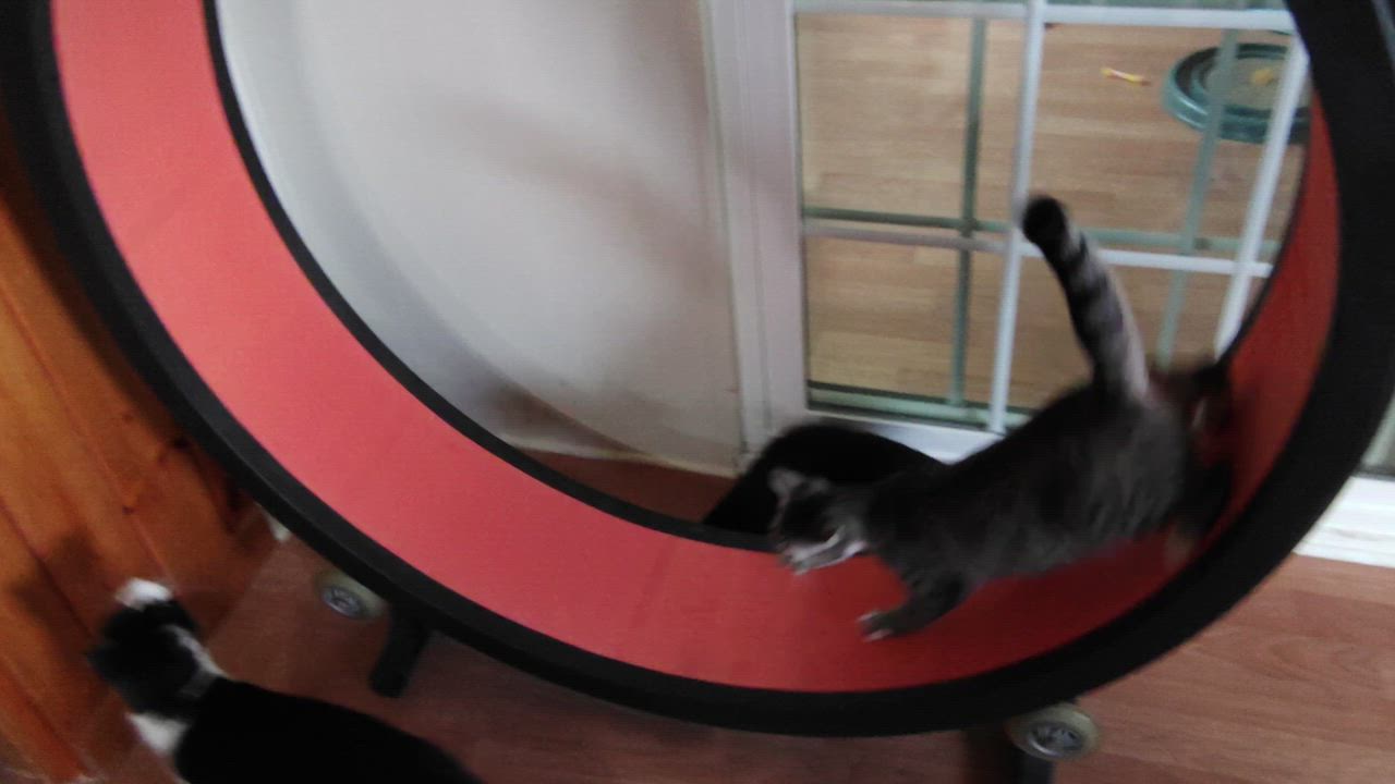 Enlarge Skittles, an adoptable mixed breed in Montour Falls, NY video 6/6