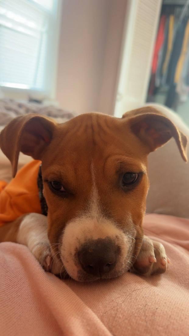 Enlarge Hugo, a Adopted Pit Bull Terrier in Shillington, PA image 1/3