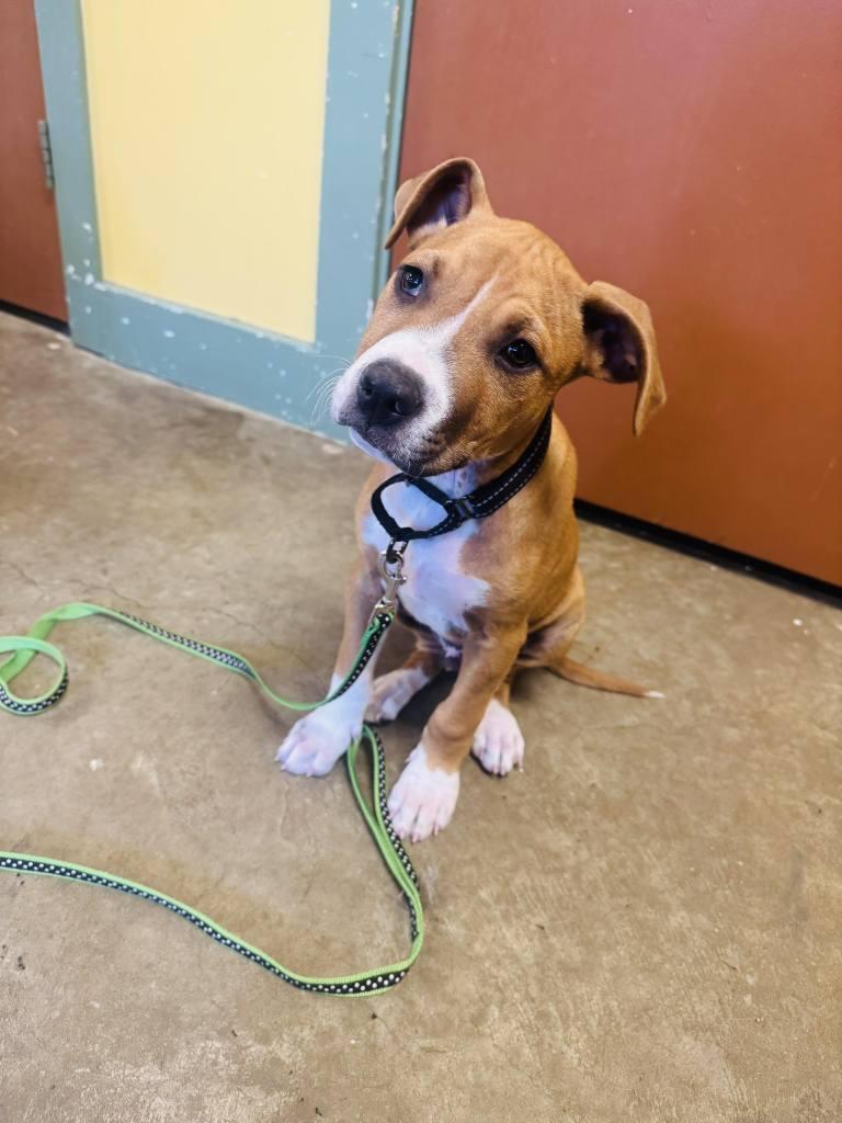 Enlarge Hugo, a Adopted Pit Bull Terrier in Shillington, PA image 2/3