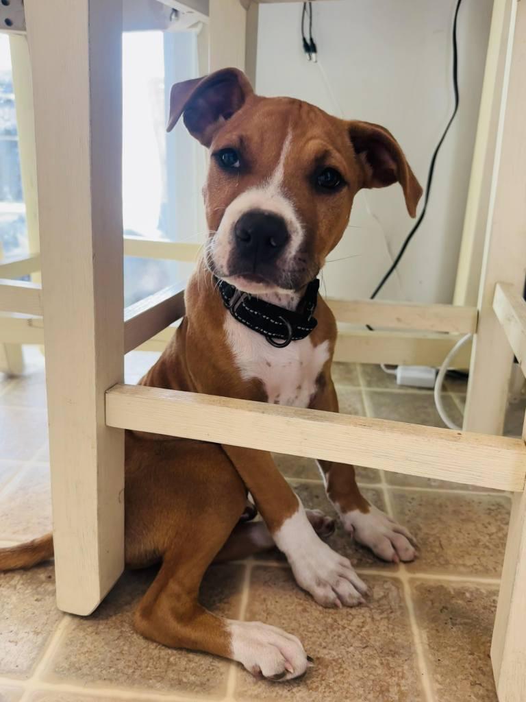 Enlarge Hugo, a Adopted Pit Bull Terrier in Shillington, PA image 3/3