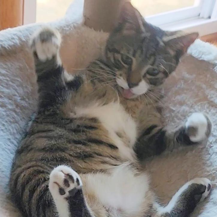 Enlarge Baxter, a Adoptable mixed breed in Harrisburg, PA image 5/6